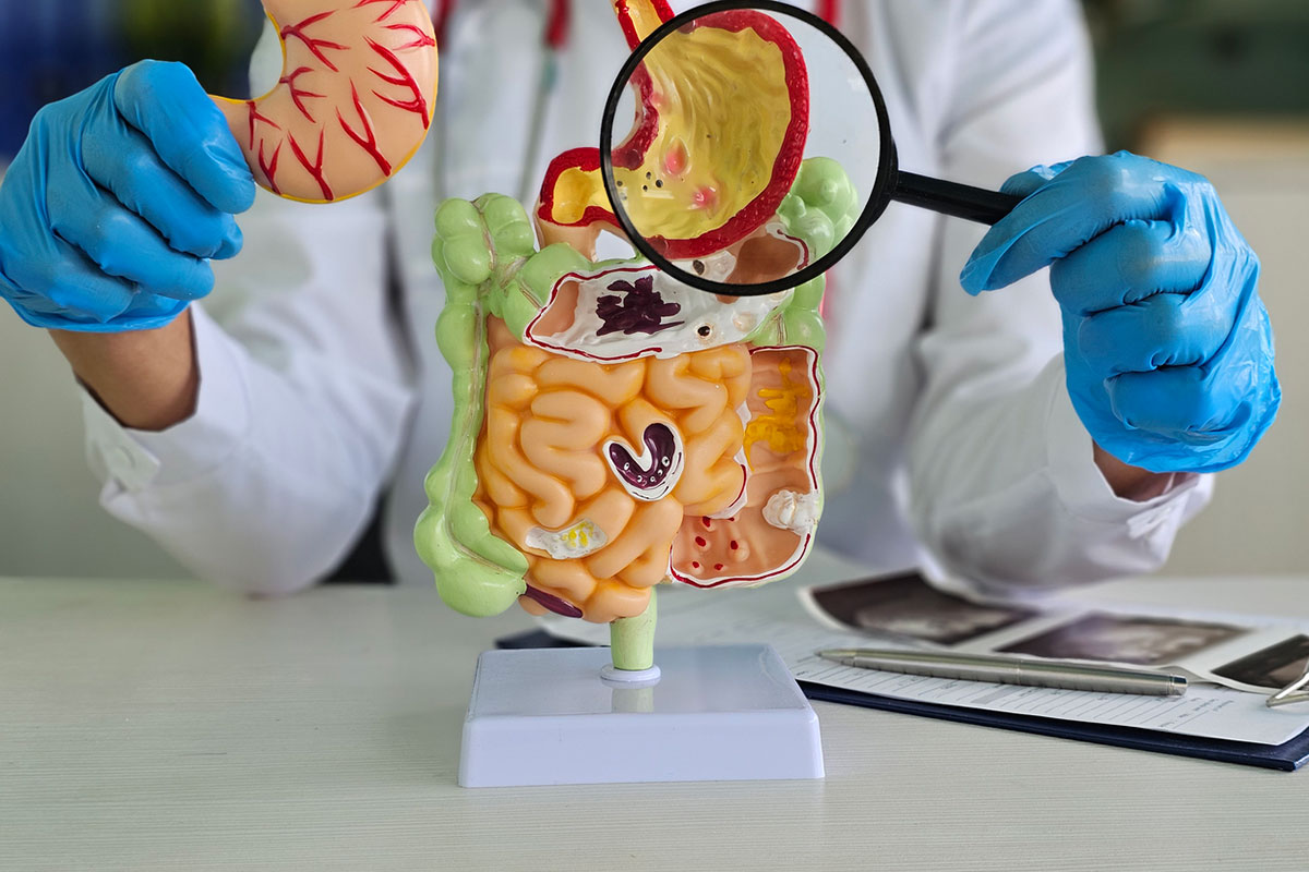 A person wearing blue gloves examines a digestive system model with a magnifying glass, highlighting the stomach area.